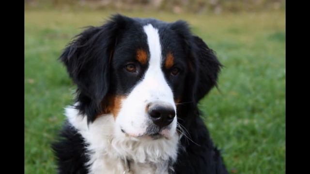 Bernese Mountain Dog (dog Breed HD Slide Show)! / !