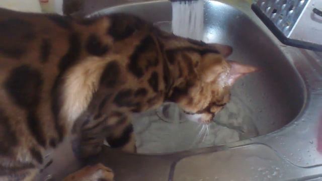 Бенгал водные процедуры