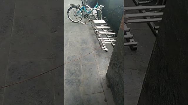 Бедная собачка