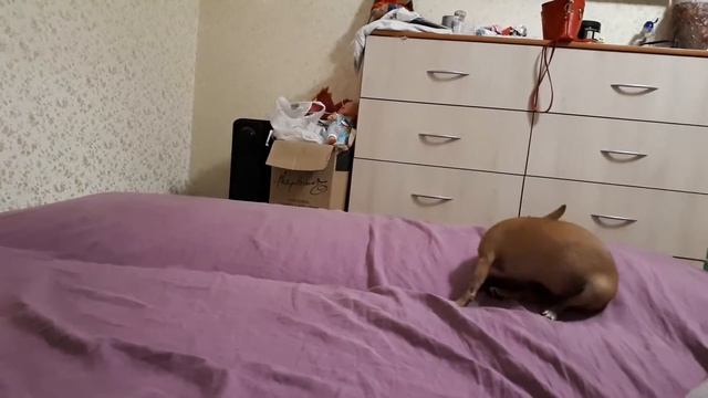 Кручу верчу запутать хочу.