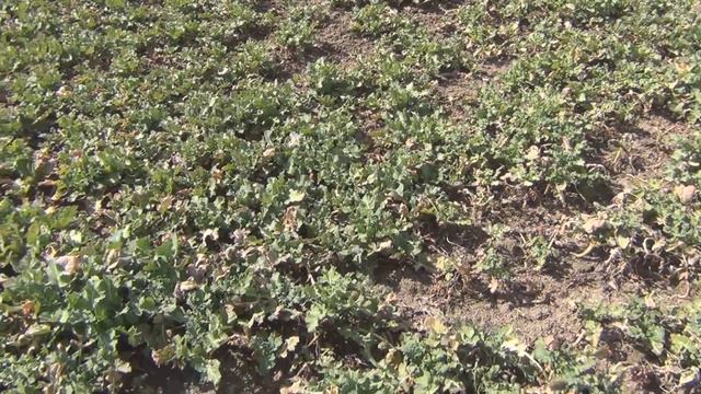 Куда повезем пчёл на медосбор 2020 г  Обработки рапса пестицидами