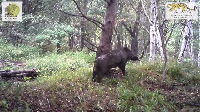 Звери Земли леопарда