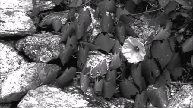 Beach House -  Black God, White Devil -  Troublemaker (LSd Video)