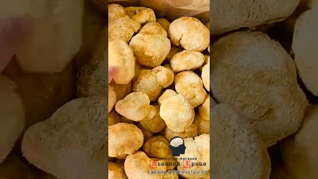 Ежевик гребенчатый, как выглядит гриб в сушеном виде