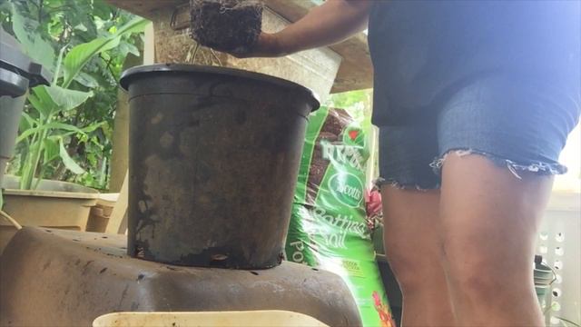 Transplanting My Gardenia Slip Into A Bigger Container!👩🏽🌾