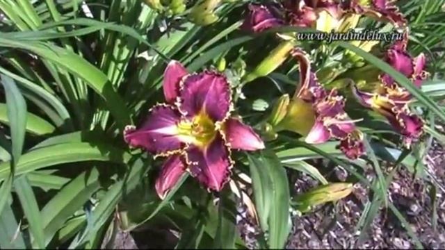 Цветение лилейников Jardindelux.ru лето 2016 Часть 3.
