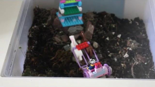 Эксперимент с мхом