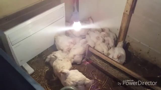 ЗОЛА ДЛЯ КУР/ДЛЯ ЧЕГО НУЖНА КУРАМ ЗОЛА