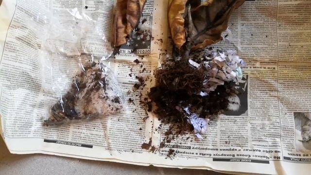 Фикус лирата  вариегатный