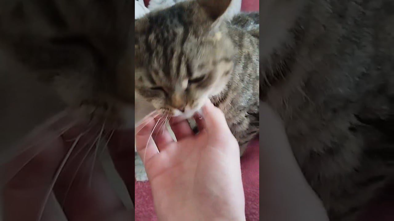 Кошка не боится пылесоса. (Вторая часть)