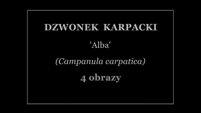 Dzwonki (Campanula) W Moim Ogrodzie – Niskie I Wysokie – 14 Taksonów