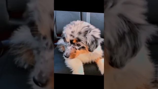 эдит аусси🥴😍🌿🍃