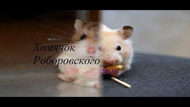 Все породы хомяков!
