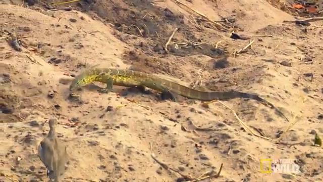 Lizard Vs Angry Birds By Monir Ahmed Kingdom Of Saudi Arab