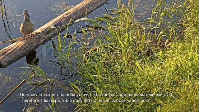 Утка на бревне :) / Duck On A Log :)