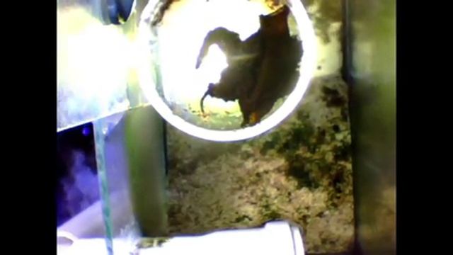 рождение акуленка