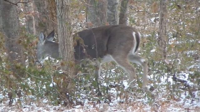 Testing The Zoom On A Nikon L830