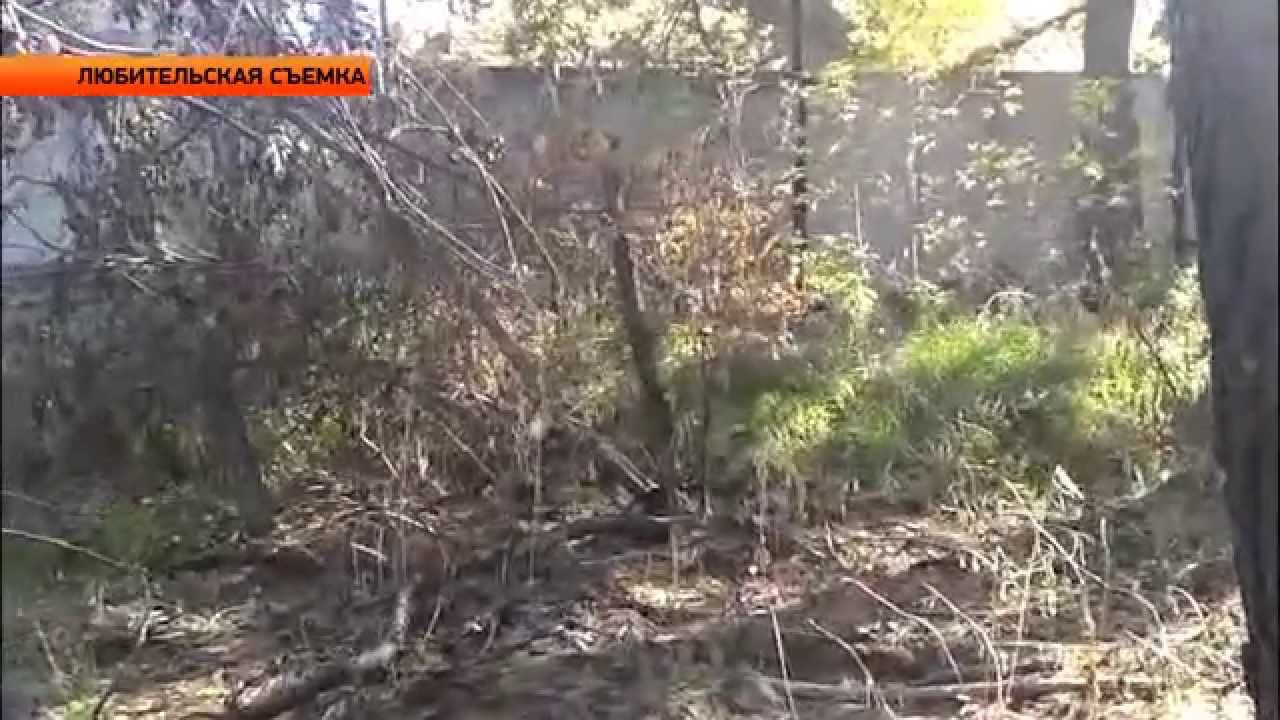 Медведь на улицах Бийска Новости ОТН 29.09.14г. Бийск