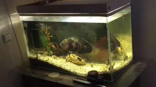 Утро/Вечер наших питомцев.