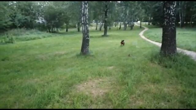 Бретонский эпаньоль гуляем без поводка.