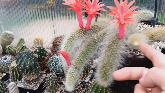 Кактусы сошли с ума.Литопсы цветут,мои любимки.