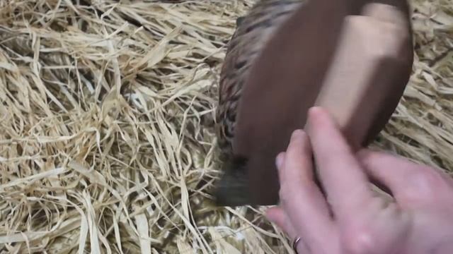 Обзор премиальных чучал Softplast ALFA AS-6 чирок-свистунок