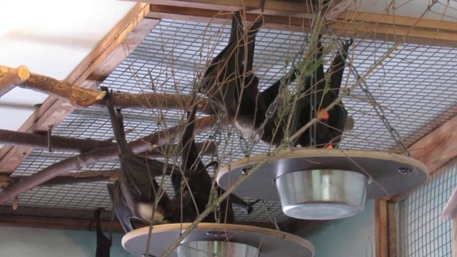 Летучие лисицы обедают. 25.11.19 г.