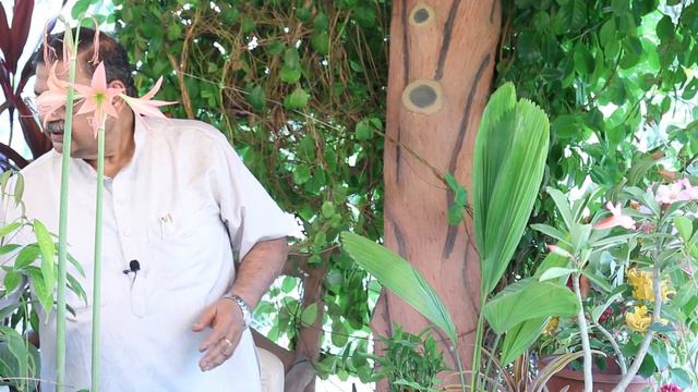 Classification Of Plant