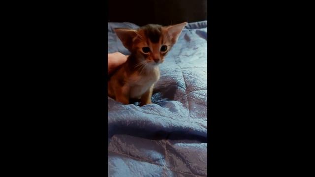 Абиссинская девочка. Питомник GOLD VEIN  Https://abygoldvein.jimdo.com/