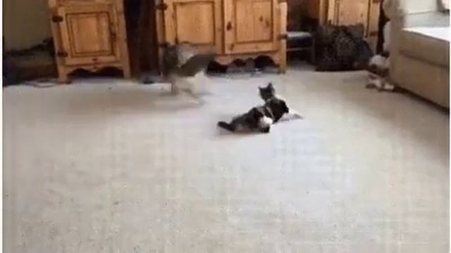 кошки против собак расширенная версия