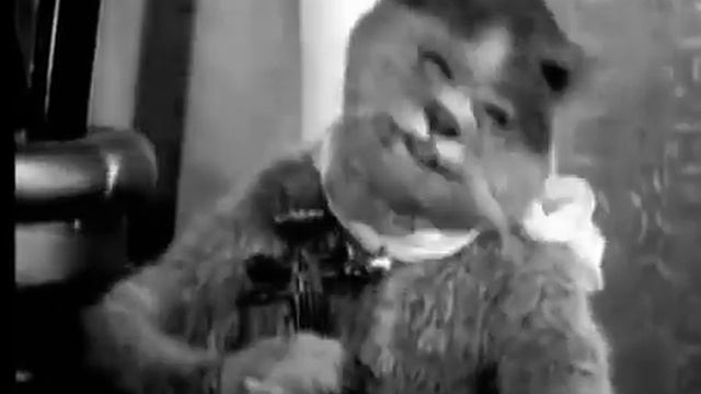 кот играет на скрипке