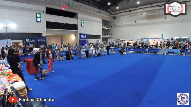 (Dog Show) POM SPECIALITY Mrs. Alda Rivera Franco - 20190704 IMPACT 2019