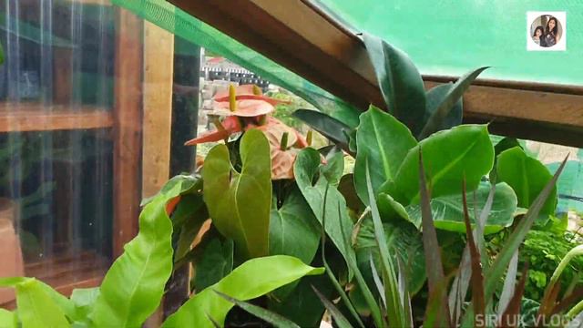 Hunting For Insectivorous Plants In UK || Siri UK Vlogs || Telugu Girl In UK