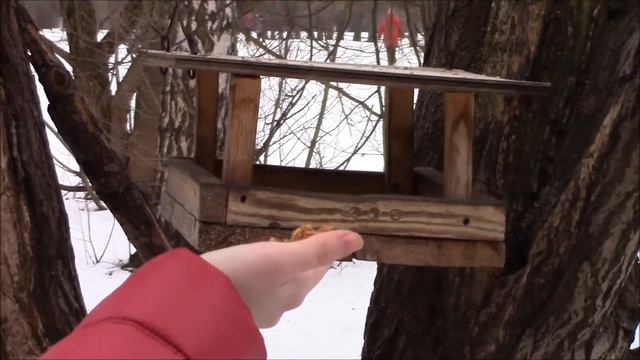 Izmailovo Park, A Field Mouse And Titmouses In Winter (Moscow, Russia, January 2014)