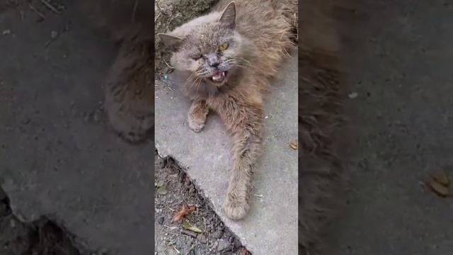 Кошке опарыши заживо съели  лапу до  кости😱