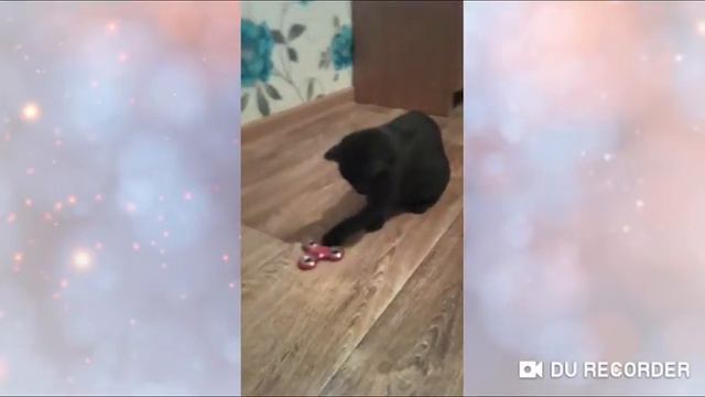 Кошка играет и поет