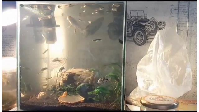 Как я выращиваю рыбок на продажу и разводню