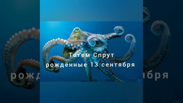 Тотем Спрут рожденные 13 сентября