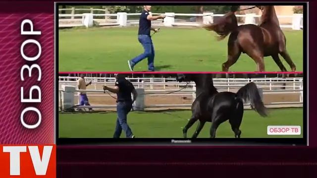 ПУШКИНО  Самый Дорогой Арабский Скакун!  цена   от   500 000 $