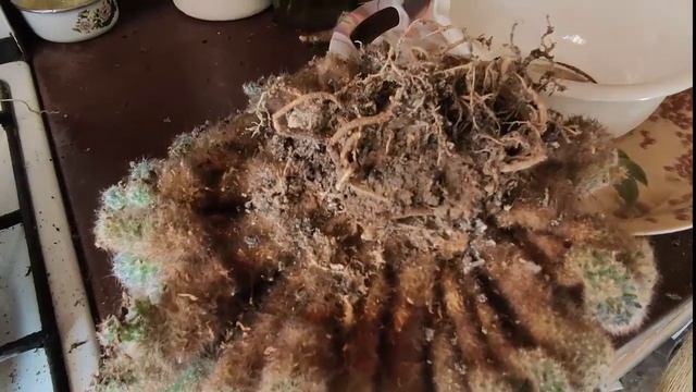 Кактусы дома  Пересадка монстра 2