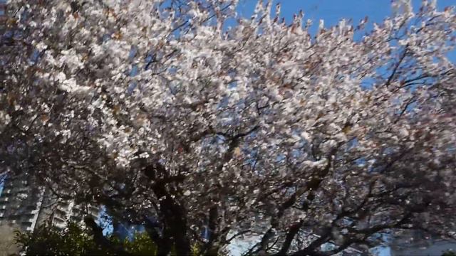 Tally-Ho Horse-Drawn Carriage City Tour, Victoria BC