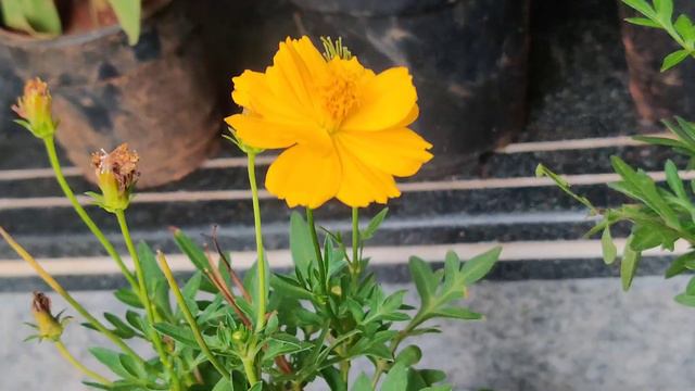 வீட்டுக்கு வந்த நர்சரி😛😛