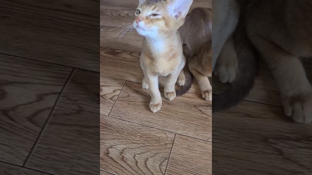 АБИСИНКИЕ КОТЫ, дети Рады и Графа Александровича