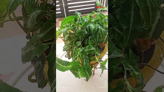 E26137cb4dbc90eb6875fc35cd7d8e64