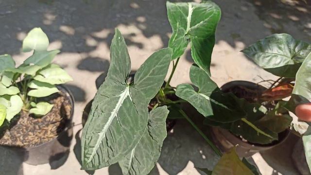 GUÍA DE CUIDADOS PARA TUS SINGONIOS ✅ ¦LIZZ Y SU VIVERO