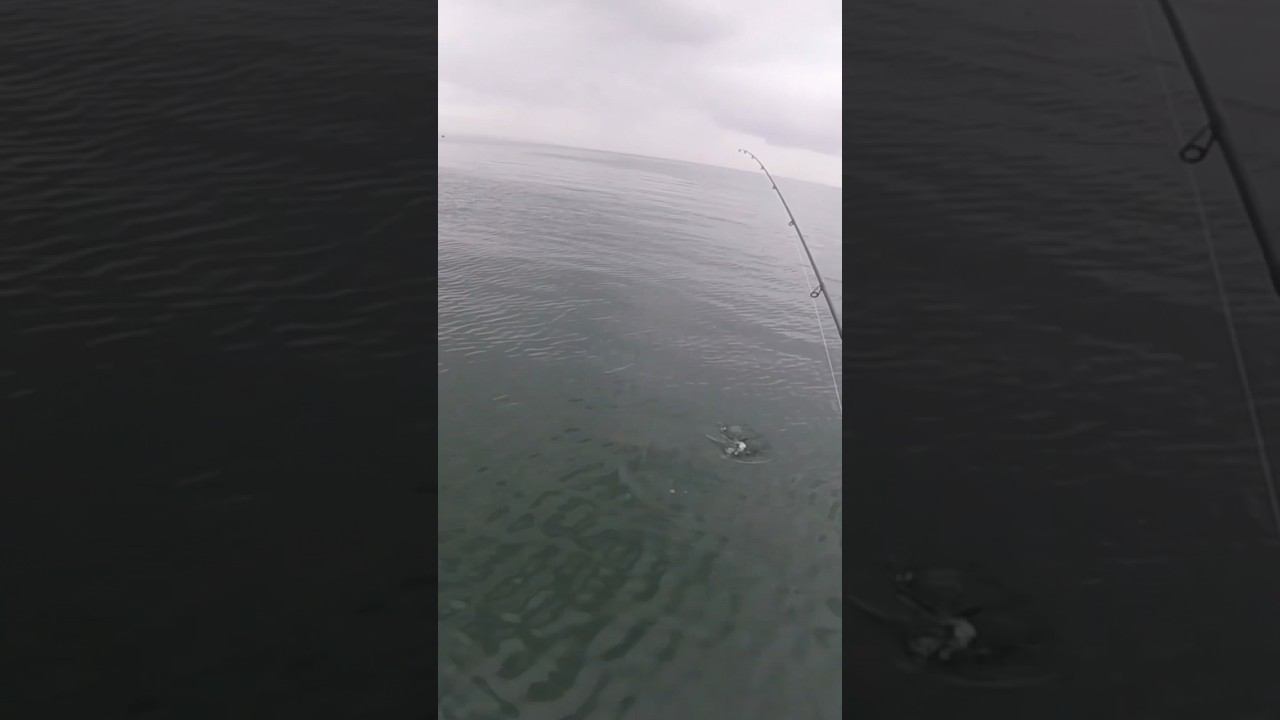 ЩУКА НАПАЛА НА ОКУНЯ! #shorts  #fishing #рыбалка #щука #окунь