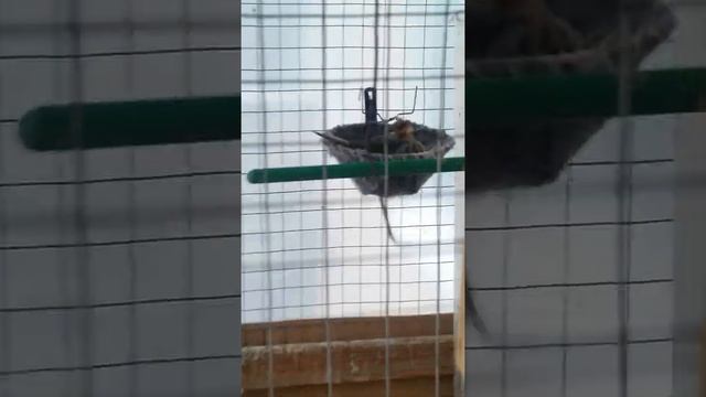 розведення снігурів в домашніх умовах.