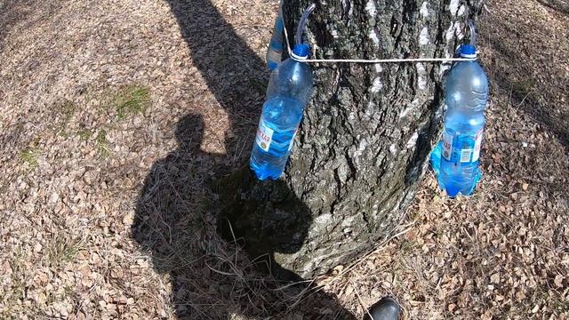 БЕРЁЗОВАЯ РОЩА! Сибирь! БЕРЁЗОВЫЙ сок! Муравьи и подснежники!