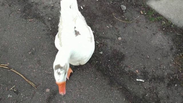 Гусь-гусь, как приклеюсь так возьмусь!