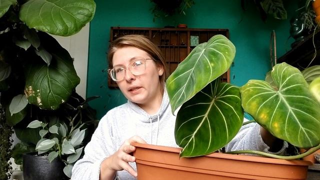 Worth The Splurge??? Philodendron Gloriosum 💚💜💚